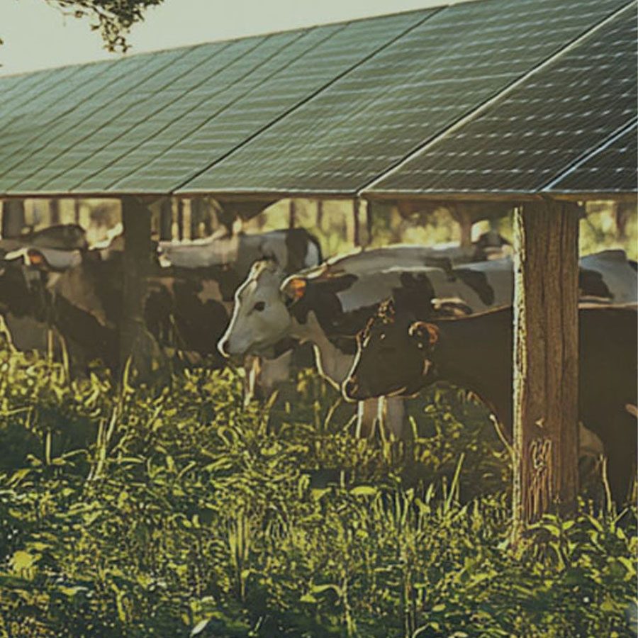 Ganado pastando bajo paneles solares